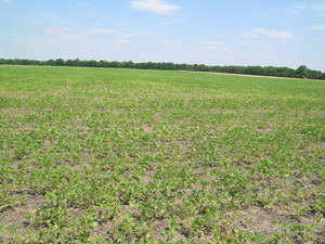 SCN damage in "resistant" cultivar