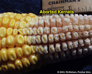 Aborted Kernels