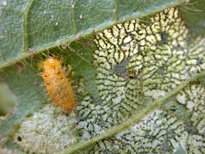 Larva and characteristic "lacy" defoliation