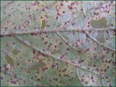 Sporulating soybean rust pustules on leaf