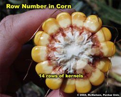 Row number in corn. 14 rows of kernels.