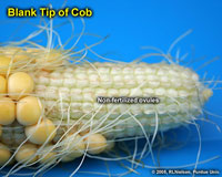 Blank Tip of Cob