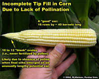 Incomplete Tip Fill in Corn Due to Lack of Pollination