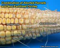 Combination of Abored Kernels and Non-Fertilized Ovules