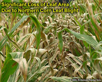 Significant Loss of Leaf Area Due to Northern Corn Leaf Blight