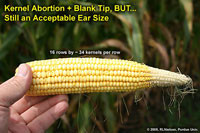 Kernel Abortion + Blank Tip, BUT... Still an Acceptable Ear Size