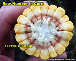 Row number in corn. 18 rows of kernels.