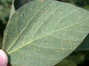 Leaflet covered with soybean aphid white dwarfs
