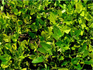Close-up symptoms of SCN on soybean leaves.