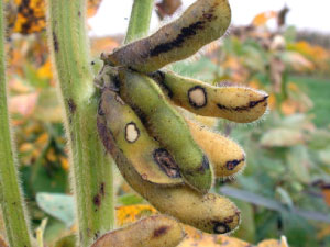 Bean leaf beetle feeding on pods