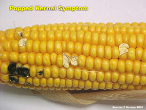 Popped Kernel Symptom