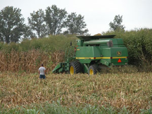 Giant ragweed and a difficult harvest situation