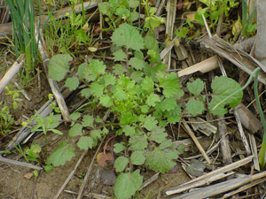 Cressleaf groundsel