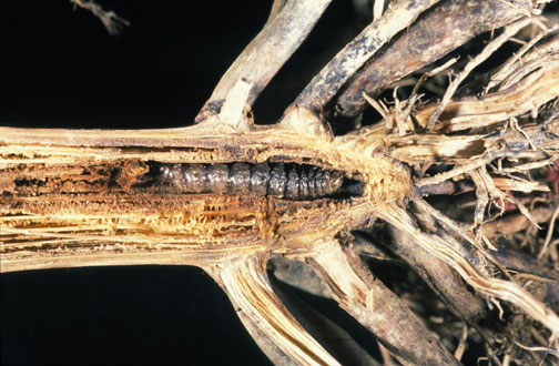 Dead Southwestern corn borer larva