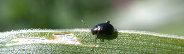 Close-up of corn flea beetle and leaf feeding scars