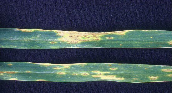 Stagonospora nodorum lesions on wheat leaves.