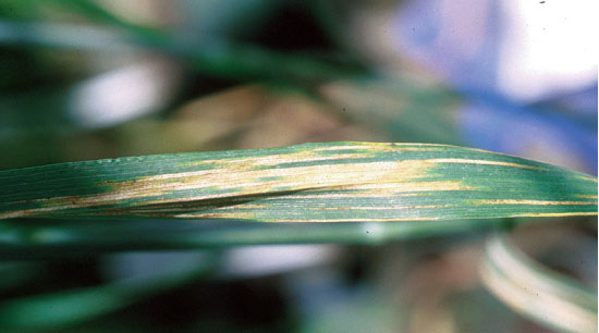 Septoria tritici lesions on wheat leaf
