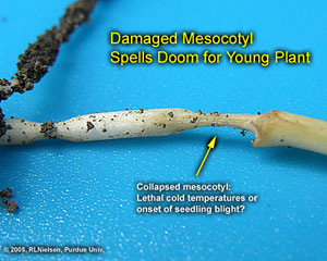 Damaged Mesocotyl Spells Doom for Young Plant