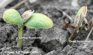 Living and dead hypocotyl