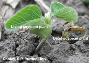 Living and dead soybean plant