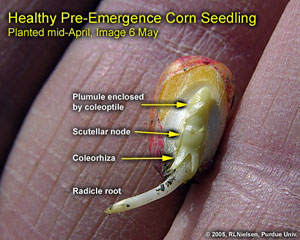 Healthy Pre-Emergence Corn Seedling. Planted Mid-April, Image May 6