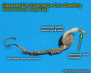 Diseased Pre-Emergence Corn Seedling. Planted Mid-April, Image May 6