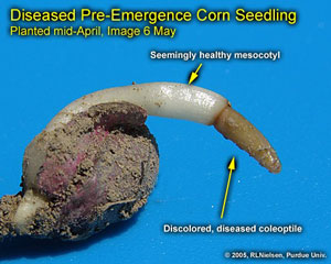 Diseased Pre-Emergence Corn Seedling. Planted Mid-April, Image May 6