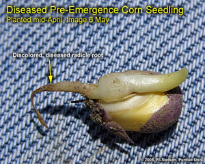 Diseased Pre-Emergence Corn Seedling. Planted Mid-April, Image May 6