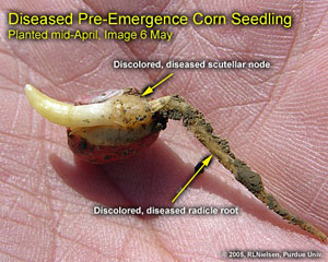 Diseased Pre-Emergence Corn Seedling. Planted Mid-April. Image May 6