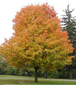 mature sugar maple trees for sale