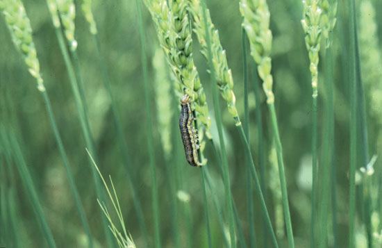 Armyworm feeding on wheat.