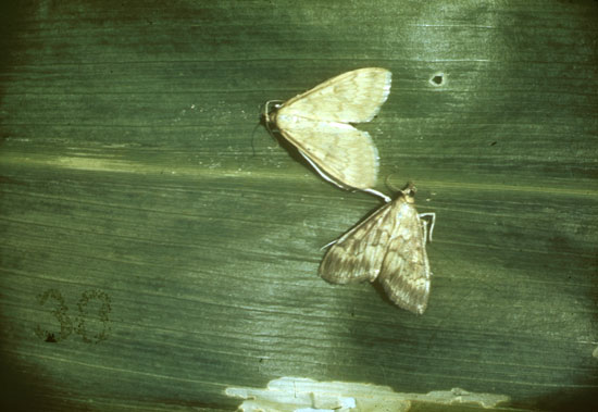 European corn borer moth adults