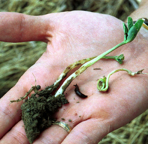 Slug damage to soybean hypocotyls
