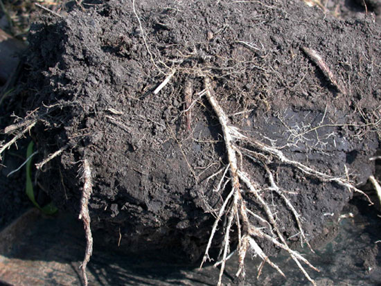 Exposed roots revealed larval damage