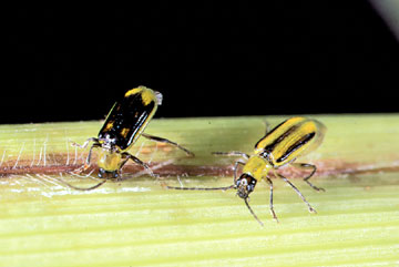 Western corn rootworm male and female