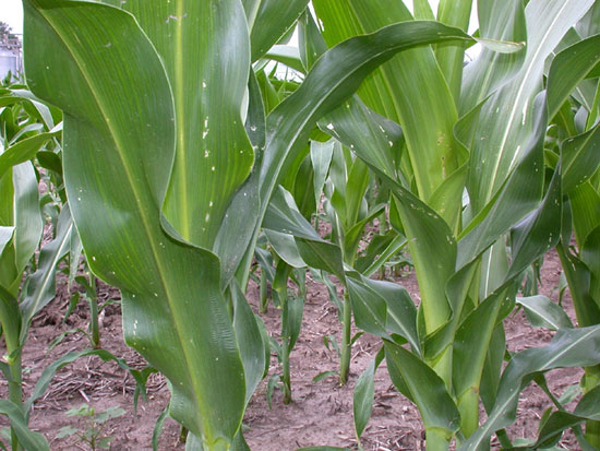 Severe corn borer whorl damage