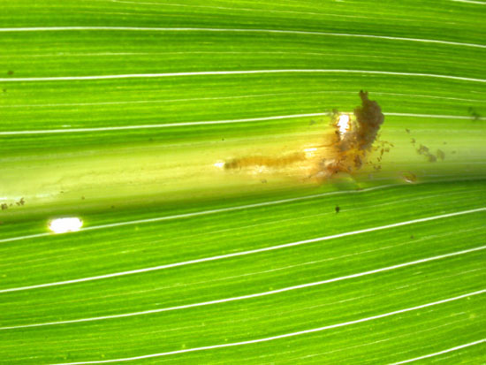 corn borer in midrib of leaf