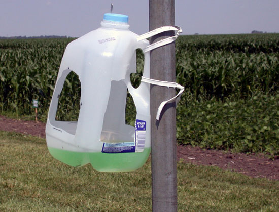 Milk jug pheromone trap for western bean cutworm.