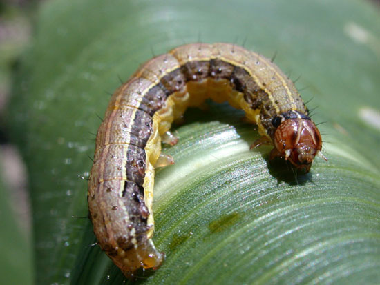 Fall armyworm, note inverted Y-shaped suture on front of head.