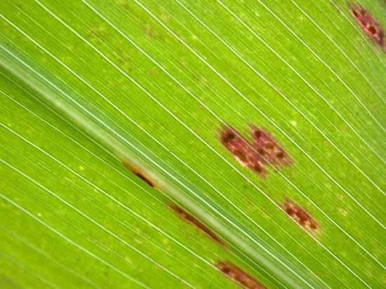 Common leaf rust