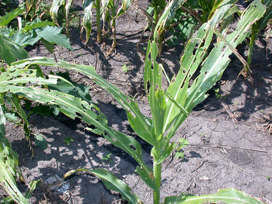 Whorl stage corn riddled by fall armyworm.