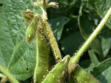 Occasional plants are thick with aphids.