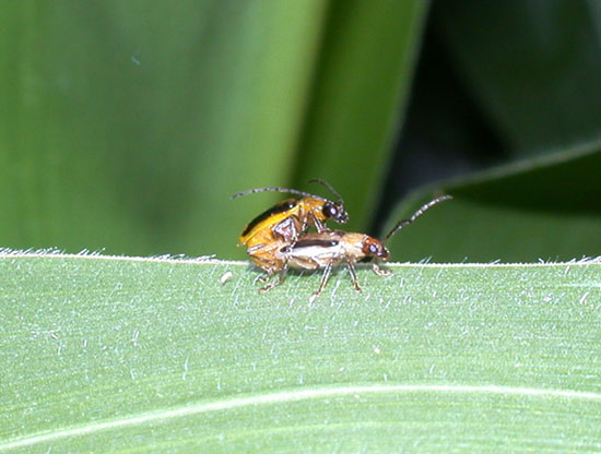 The light colored female western corn rootworm beetle is being mated shortly after emerging from the soil.