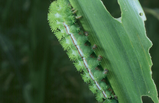 lo caterpillar in corn (stings)