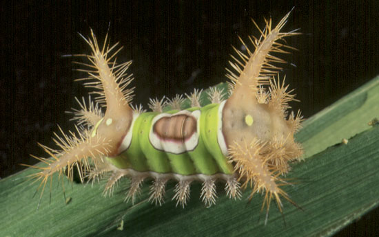 saddleback caterpillar in corn (stings)