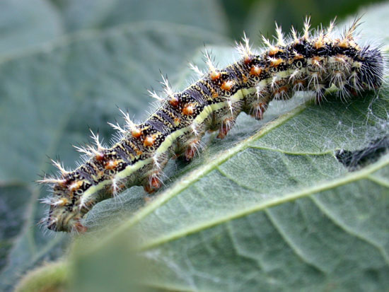 Thistle caterpillar (harmless)
