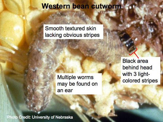 Western bean cutworm