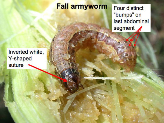 Fall armyworm