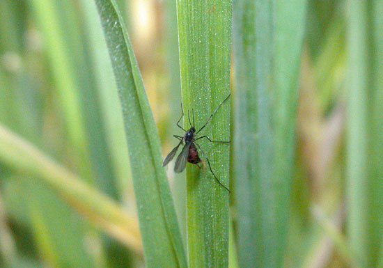 Hessian fly laying eggs on volunteer wheat
