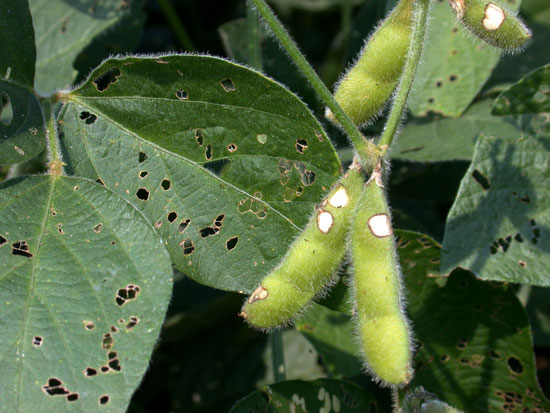 Scarred pods and leaf defoliation.